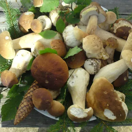 Feriehus Kamenny Dum Bezdedice-machuv Kraj