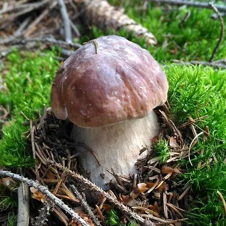 Kamenny Dum Bezdedice-machuv Kraj Ferienhaus