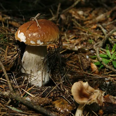 Kamenny Dum Bezdedice-machuv Kraj Ferienhaus *