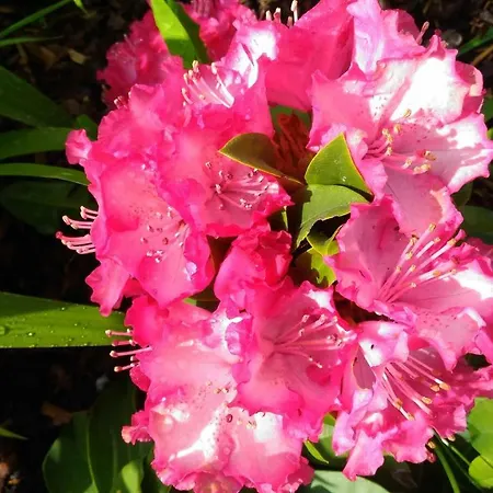 Feriehus Kamenny Dum Bezdedice-machuv Kraj