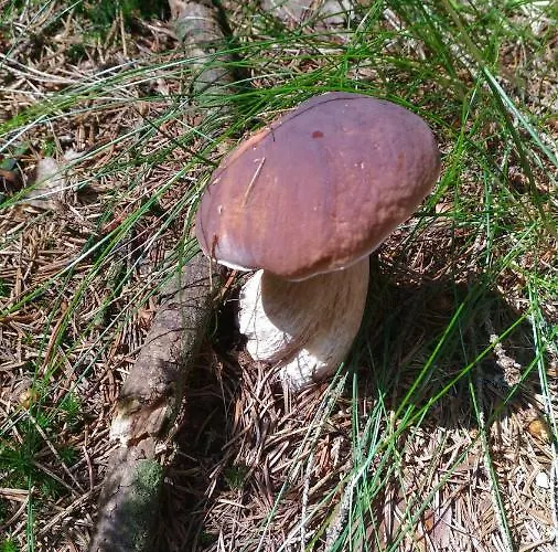 Feriehus Kamenny Dum Bezdedice-machuv Kraj *