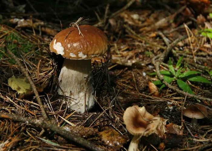 Kamenny Dum Bezdedice-machuv Kraj Feriehus *